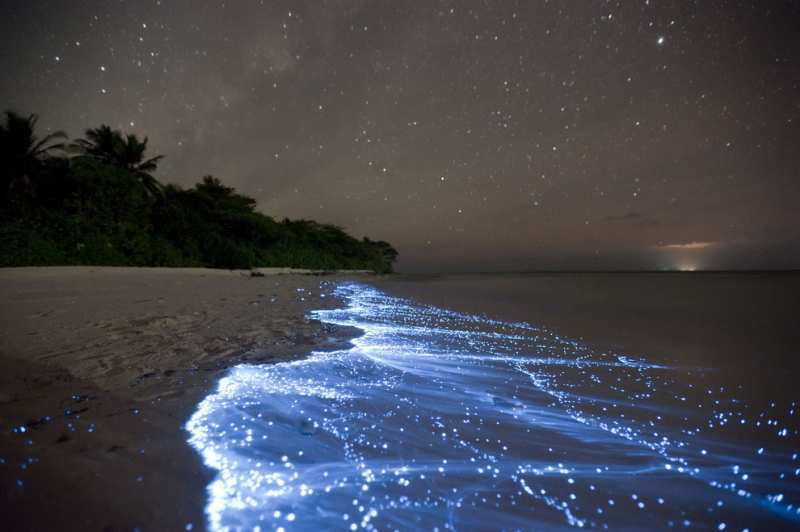 Pendaran Dinoflagelatta yang ada di pesisir pantai Maldives