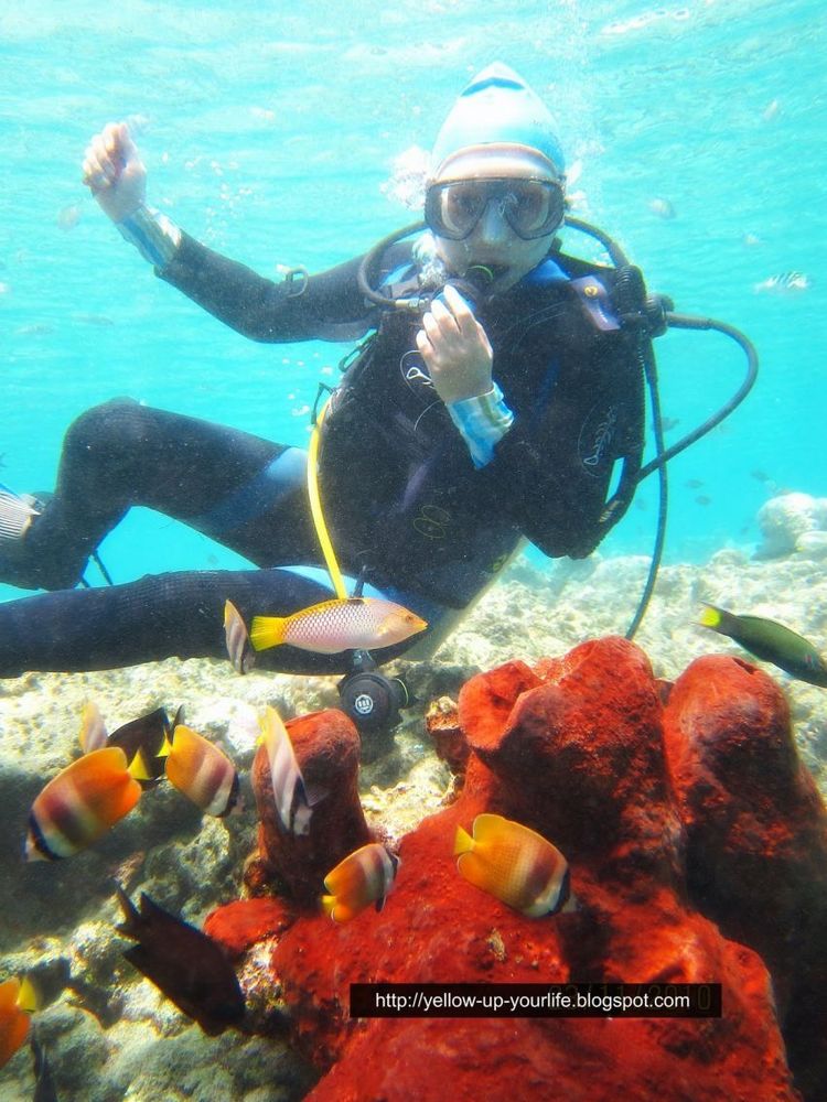 Bunaken, tempat kamu bisa bertemu clown fish