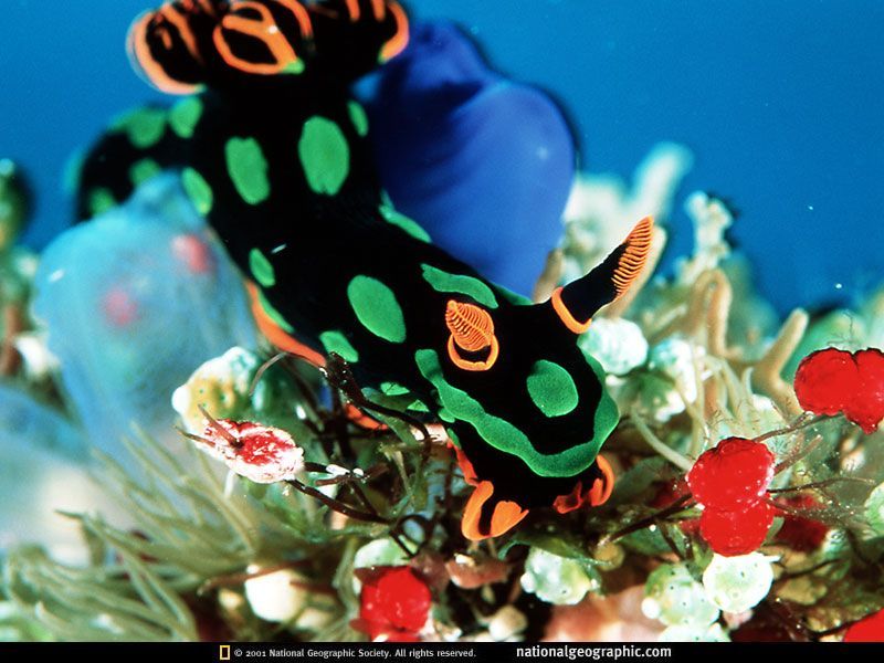 Makhluk fantastis di Selat Lembeh.