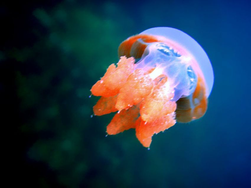 Stingless jellyfish di Derawan