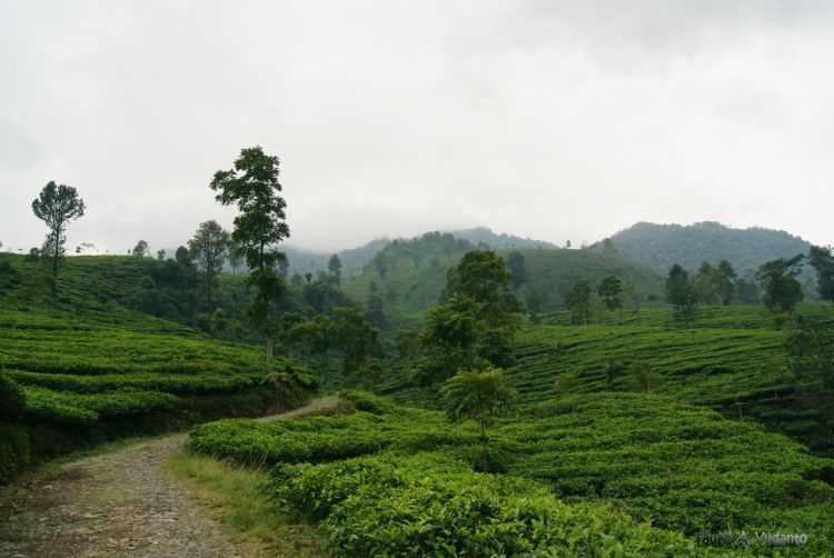 Suasana desa di pagi hari