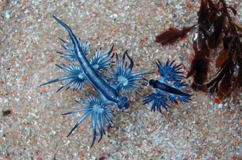 Blue Dragon Mollusk Diet To Go