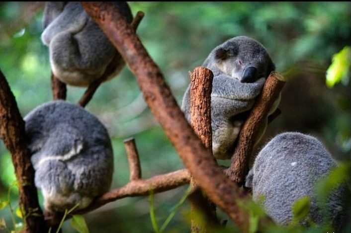 Buntalan koala