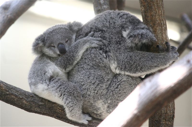 Keluarga tidur bersama