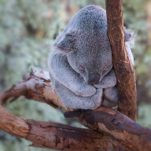 Koala atau boneka