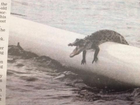 Buaya lepas di kolam renang