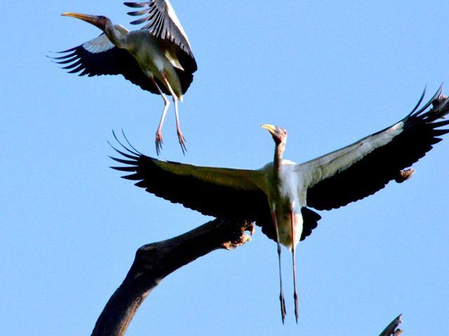 Burung Terbang di Pulau Rambut