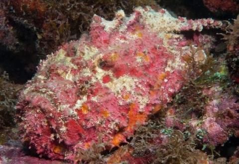 Stonefish Batu Karang