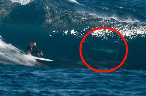 Great white shark surfing