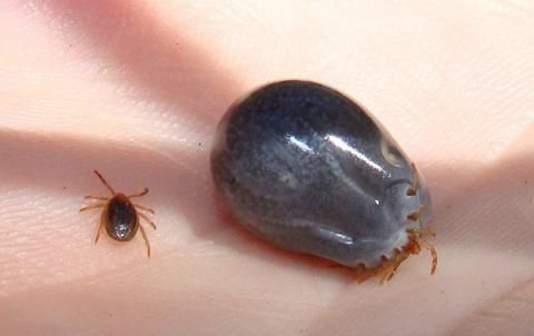 Ixodes holocylus