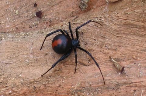 Laba-laba Redback