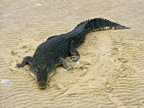 Buaya muara