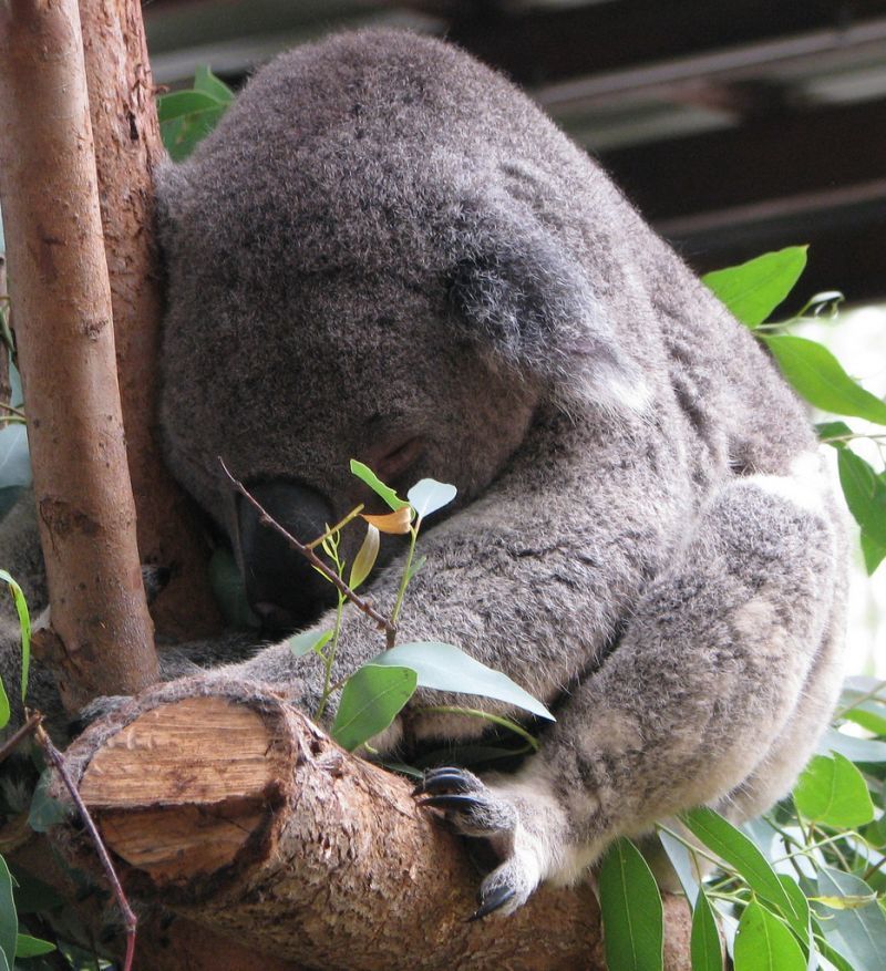 Koala tidur