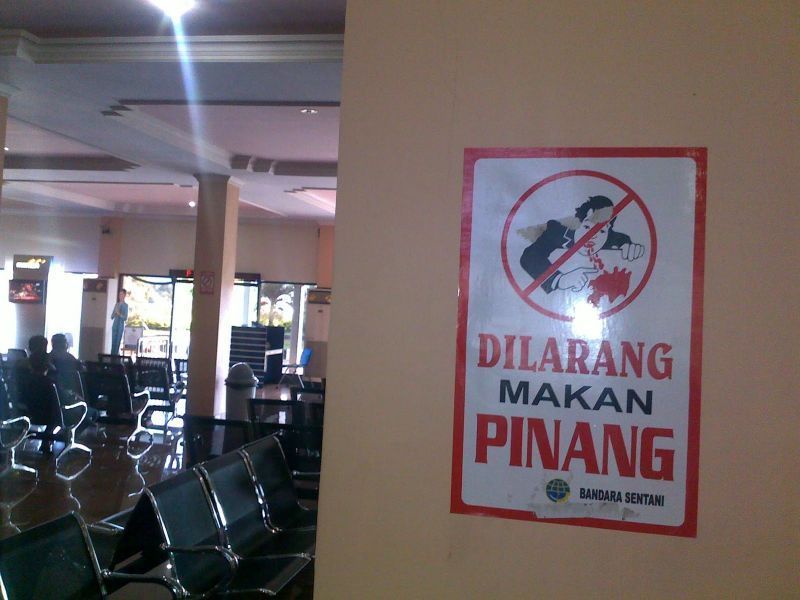 Dilarang makan pinang