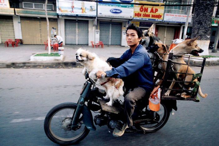 Happy dogs are happy.