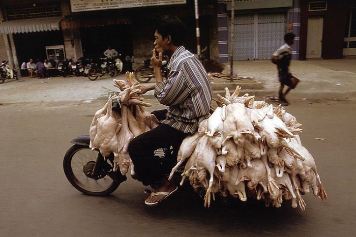 Pengangkut ayam tiren