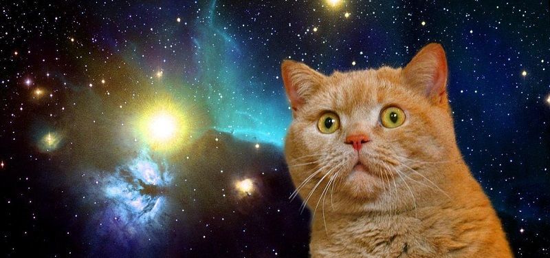 Space cat