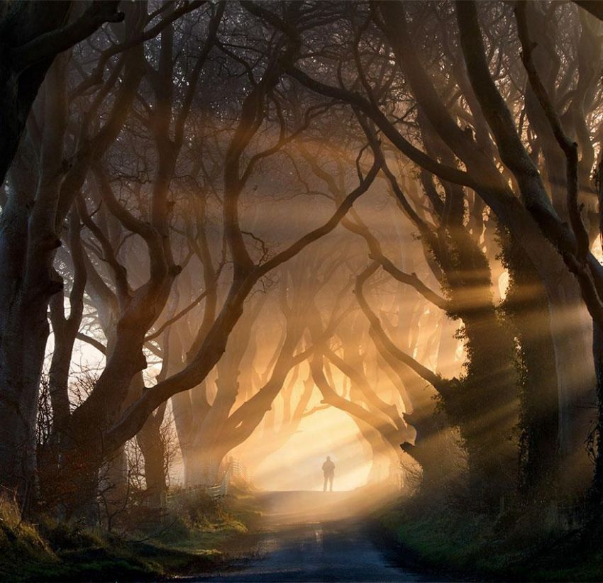 Terowongan Dark Hedges