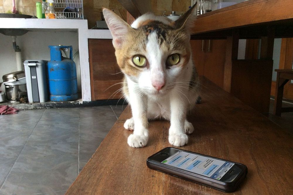 21 Kejadian Kocak Kalau Kucing Bisa SMS-an Sama Kamu