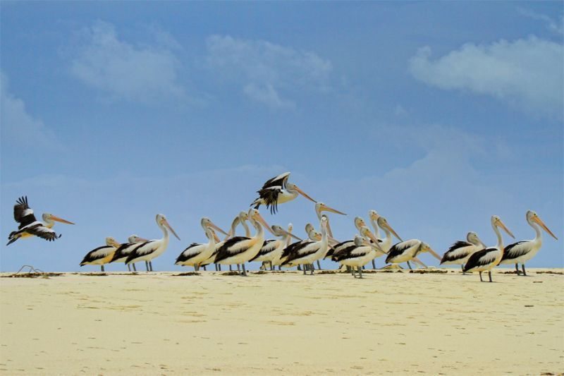 Kawanan burung Pelikan di pantai Ngurtafur