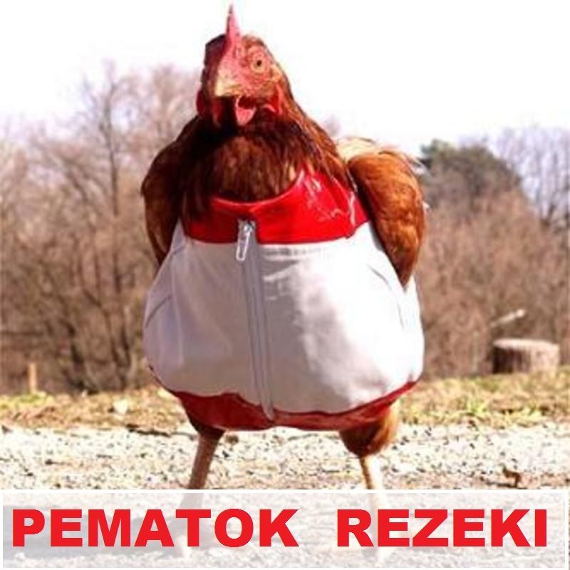 Ayam