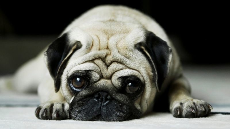 Anjing Pug