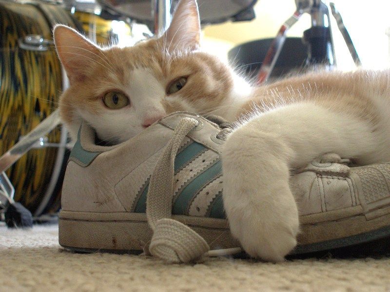 kucing di atas sepatu