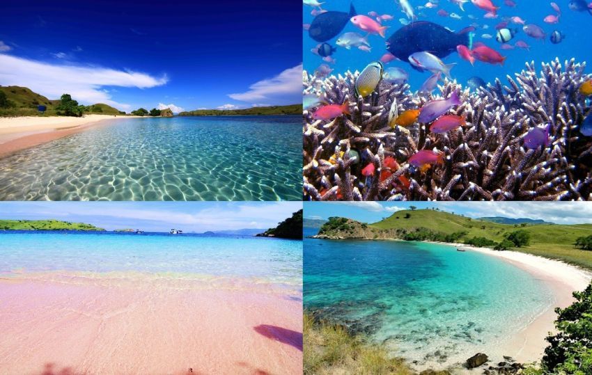 pink beach di Pulau Komodo