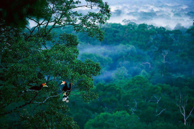 Tidak akan selamanya cantik: Indonesia kehilangan lebih dari 6 juta hektar hutan dari 2000-2012.