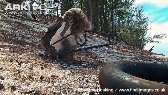 Seekor albatros yang kepalanya terjerat hanger  pakaian