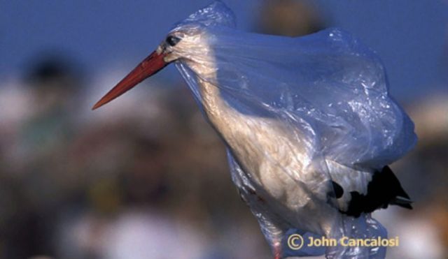 Burung bangau ini juga terjerat sama kantong plastik