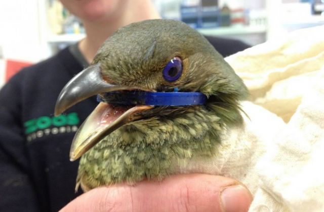 Bowerbird Australia yang kepalanya terjepit bagian tutup botol plastik