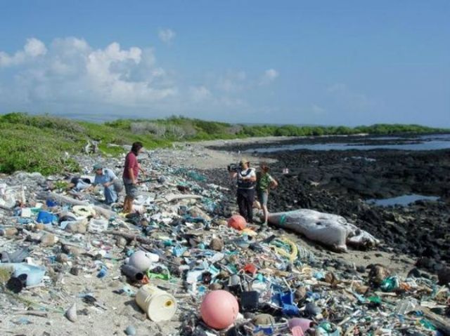 Bangkai hiu di pantai Kamilo, Hawaii