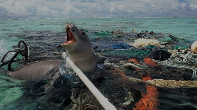 Anjing laut terjerat plastik