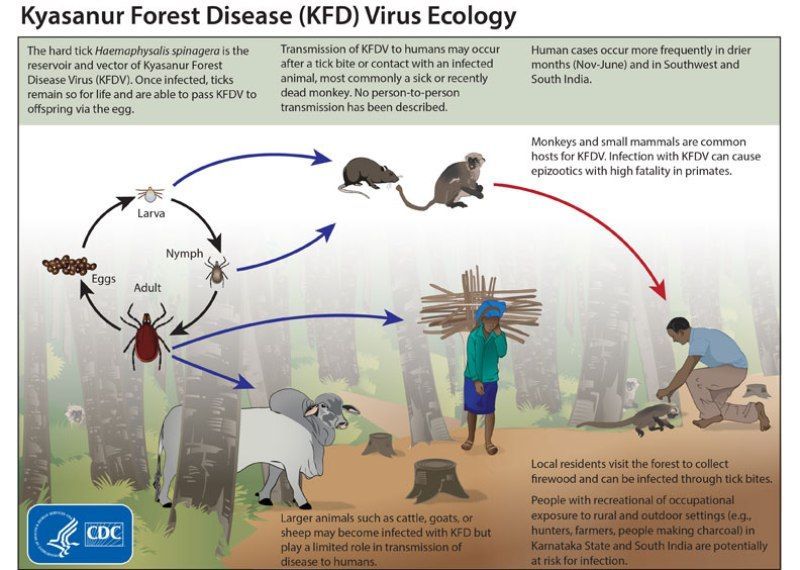 kyasanur forest virus