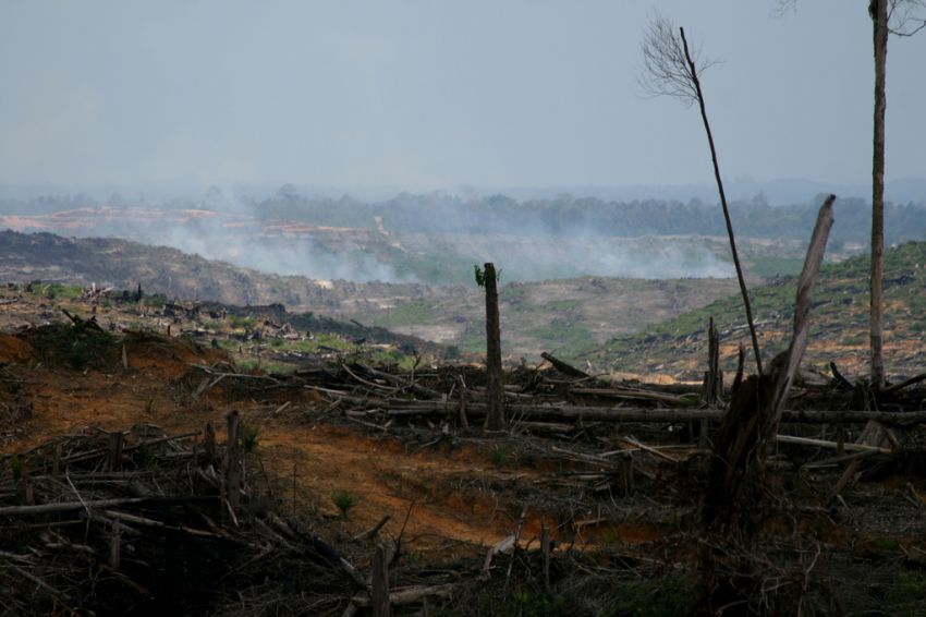 kondisi hutan semakin memprihatinkan tiap tahunnya