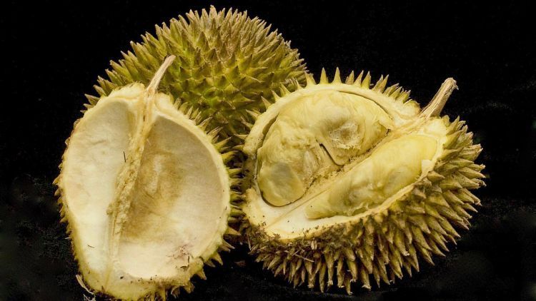 Nggak Suka Duren? Hal-Hal Ini Bisa Membuatmu Penasaran Ingin Mencobanya Lagi