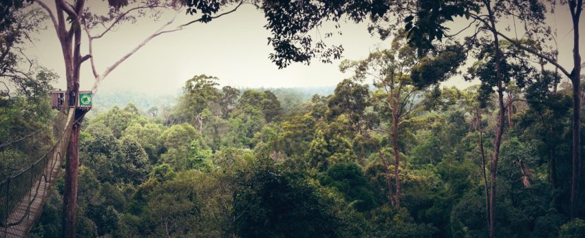 Canopy Birdge dan pemandangan sekitarnya