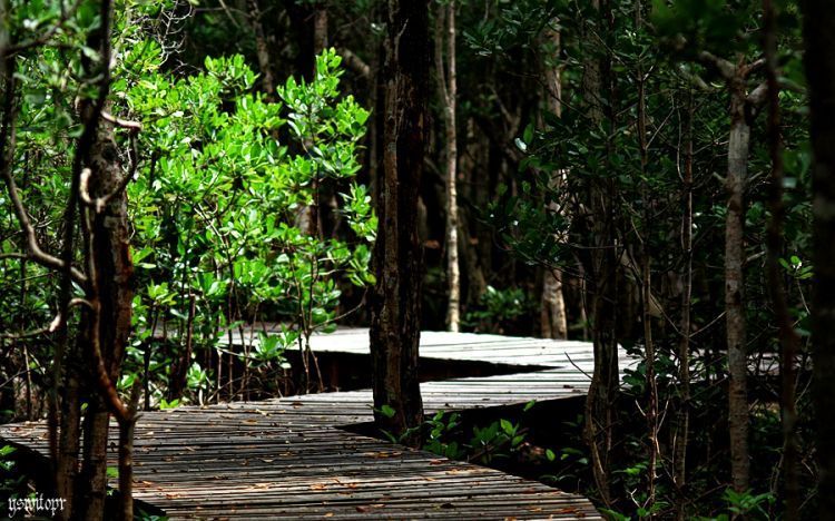 Hutan Mangrove Karimunjawa