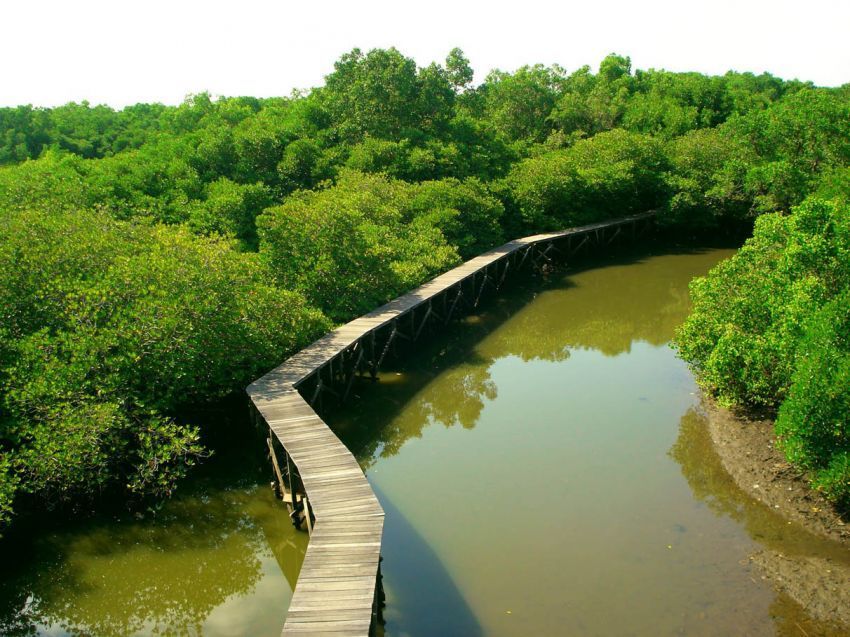 Hutan Mangrove Suwung Kauh