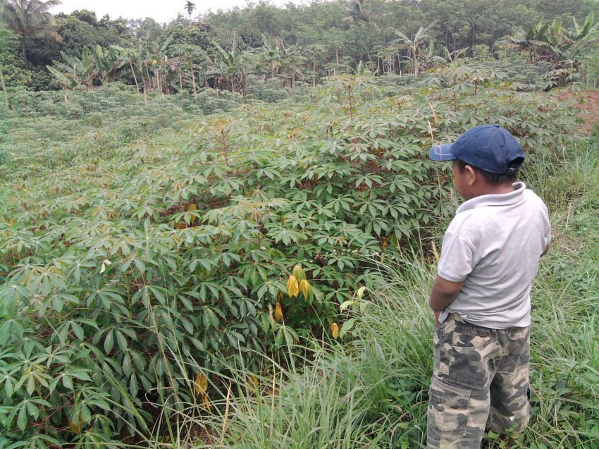 Siapa yang suka main di kebun singkong?