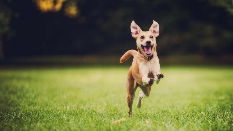 Anjing Bukan Makanan: Mengapa Kita Harus Berhenti Menyantap Daging Sahabat Sendiri