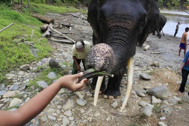 Memberi makan gajah