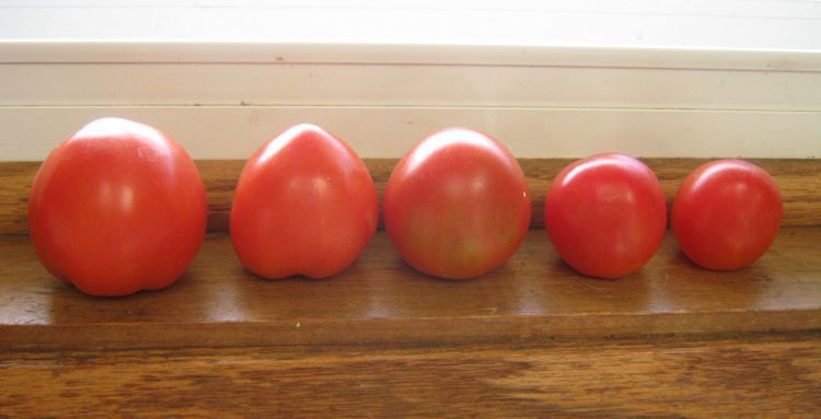 qt-tomatoes1