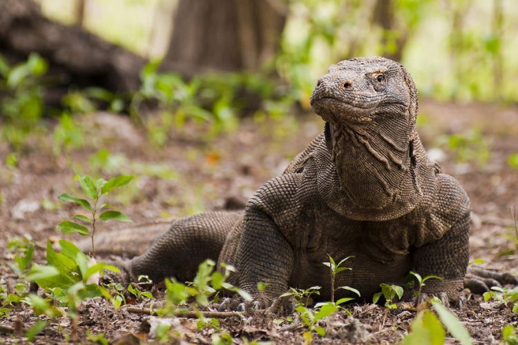 Janngan sampai dikejar-kejar komodo