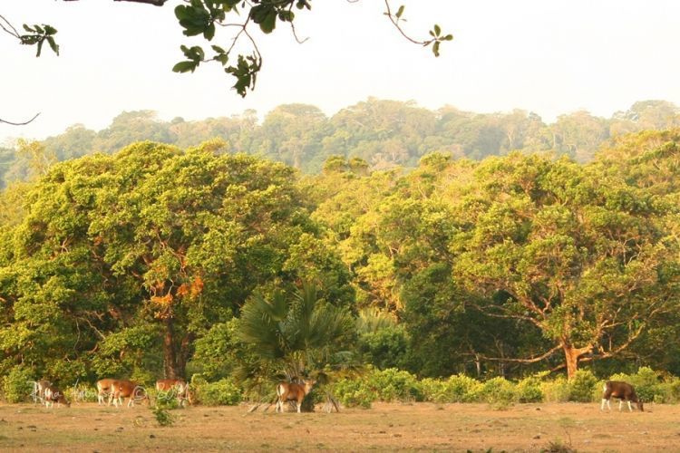 Pemandangan di Cidaon