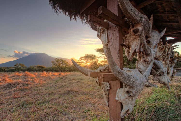 Bekol dengan latar Gunung Baluran