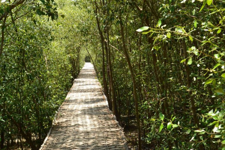 Hutan mangrove Wonorejo