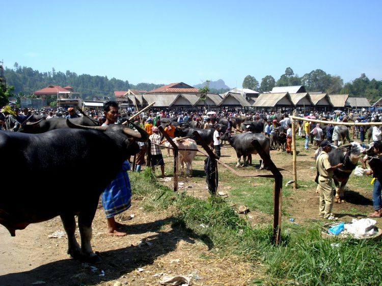 Berbagai kerbau yang berjejer di Pasar Bolu, Toraja