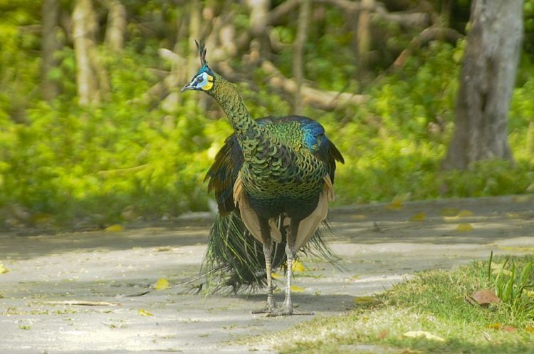 Salah satu koleksi di Taman Wisata Pangandaran